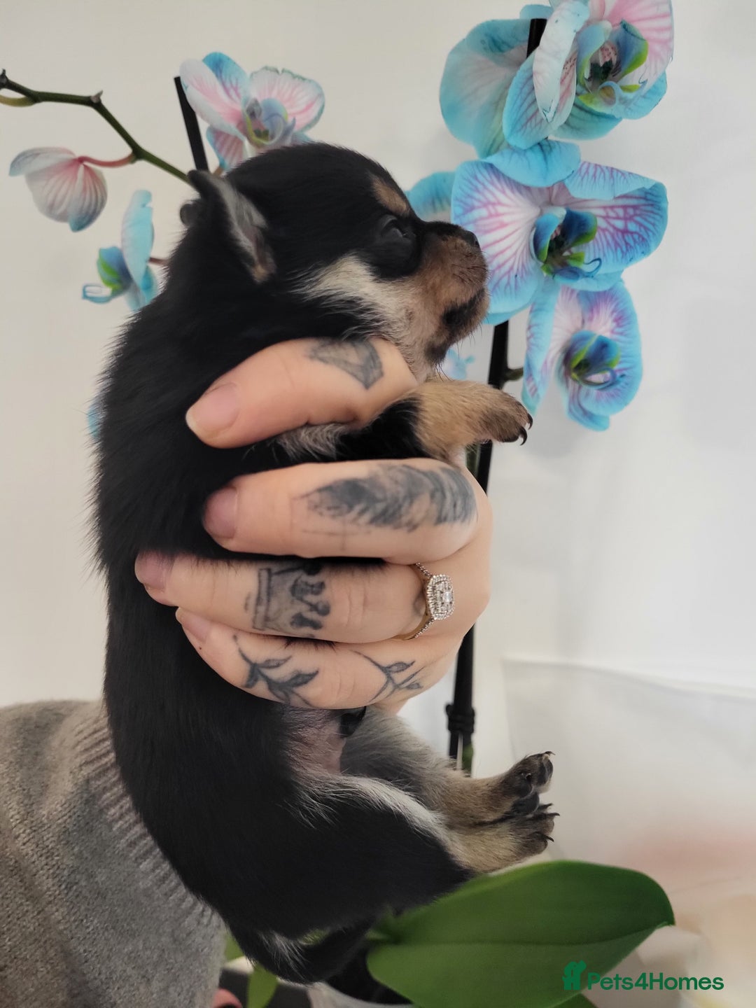 Chihuahua dogs for sale: 3 Male DWKC ** Chihuahuas  - Image 8