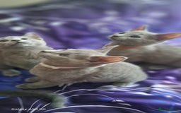 Russian Blue cats for sale: TICA Russian Blue Kittens Pedigree - Image 3