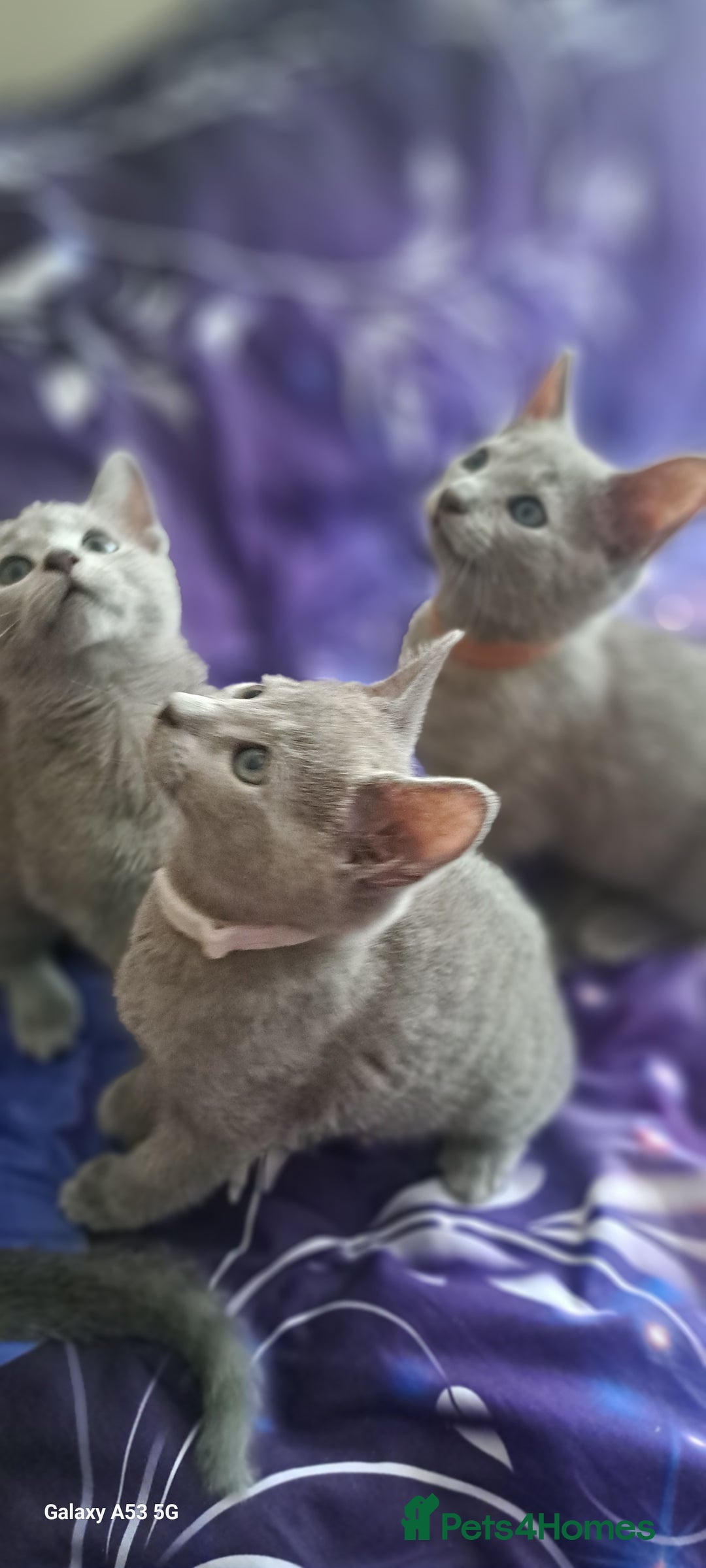 Russian Blue cats for sale: TICA Russian Blue Kittens Pedigree - Image 3