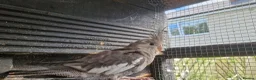 Cockatiels birds for sale: 3 8 week old cockatiels for sale £90 each - Advert 15