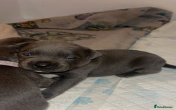 Staffordshire Bull Terrier dogs for sale: Beautiful blue staff puppies  - Image 13
