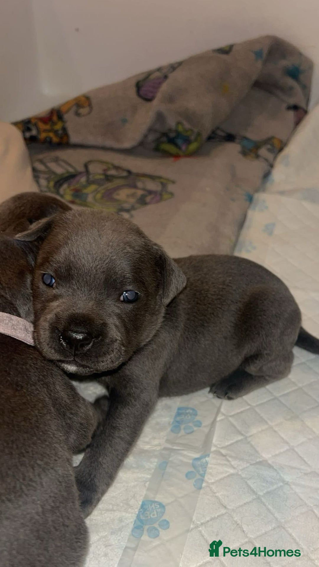 Staffordshire Bull Terrier dogs for sale: Beautiful blue staff puppies  - Image 13