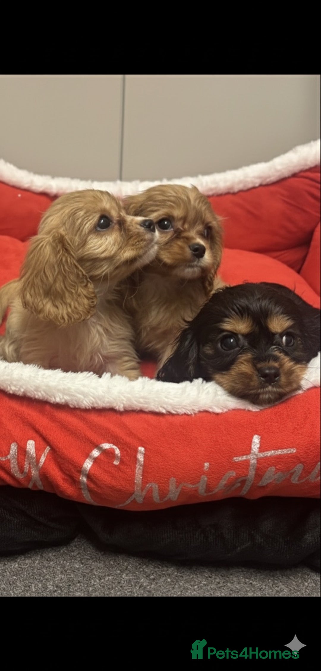 Cavalier King Charles Spaniel dogs for sale: 🐶 Cavalier King Charles Puppies 🐶  - Advert 2