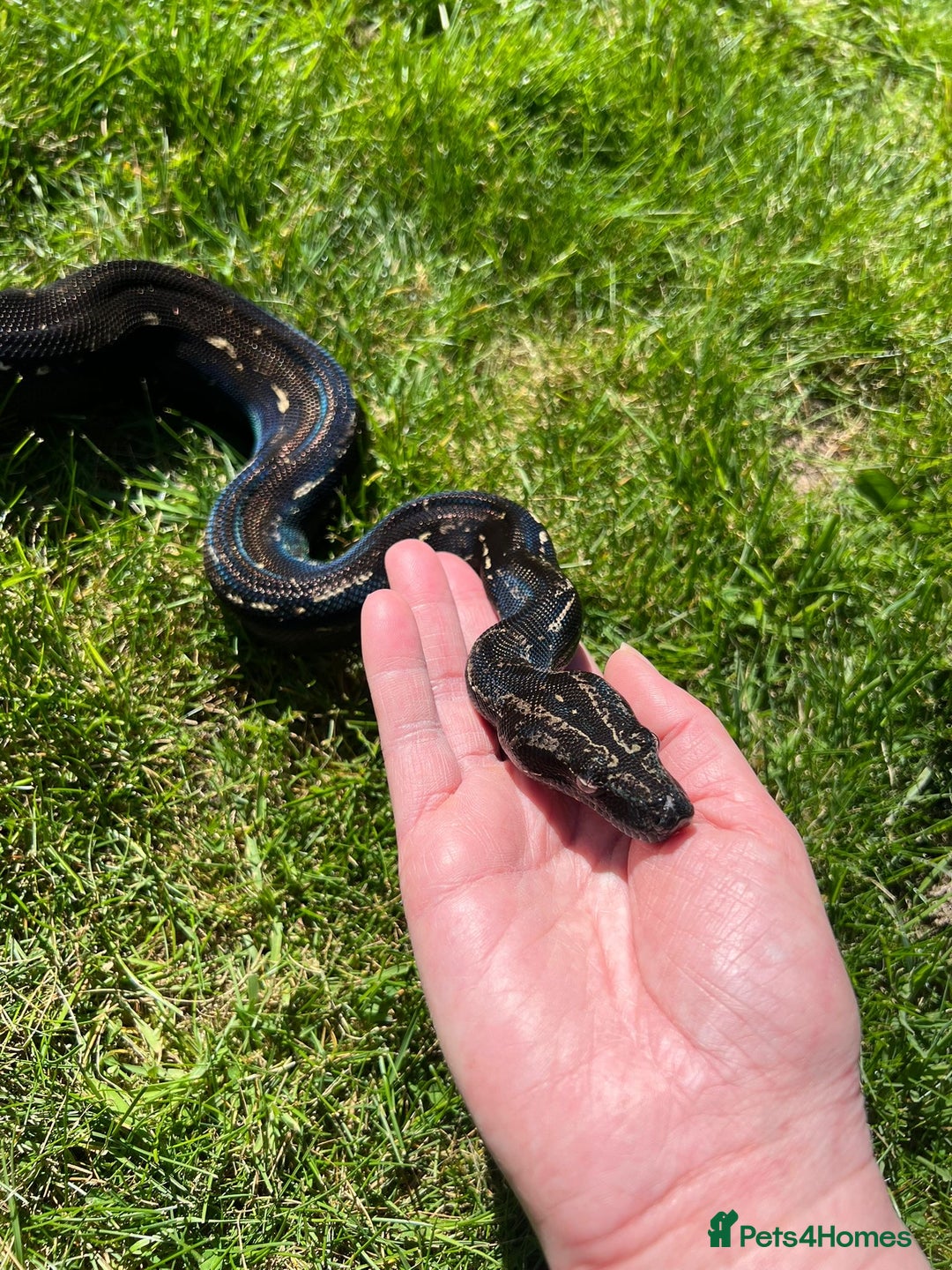 Boa Snake reptiles for sale: Boa img arab  - Image 8