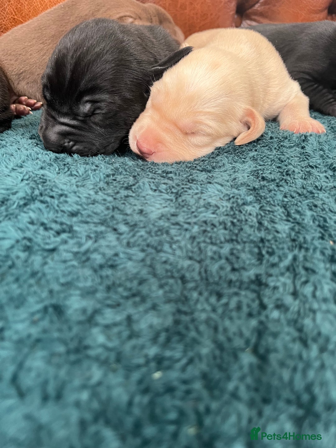 Mixed Breed dogs for sale: 6/9 F2 Weimador / Labmaraner  - Advert 14