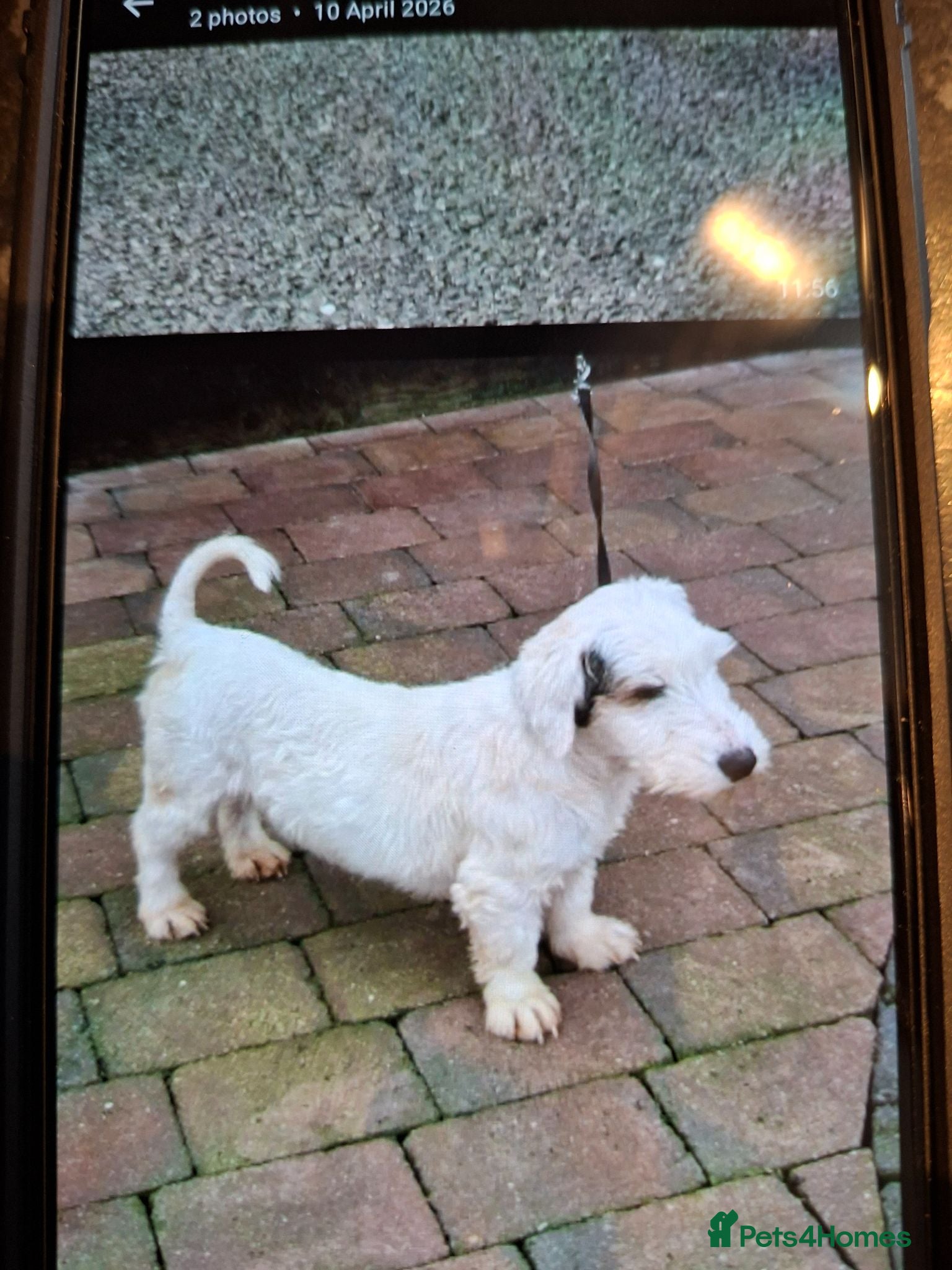Sealyham Terrier dogs 2 Sealyham terrier puppies left for sale - Advert 2