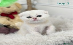 Scottish Fold cats for sale: Scottish straight/fold kittens 😸  - Image 11