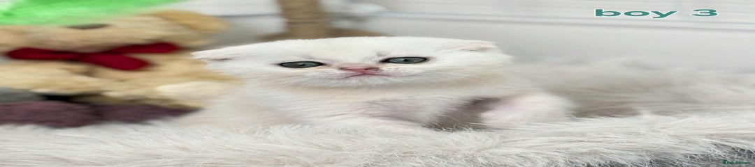 Scottish Fold Kitten 3