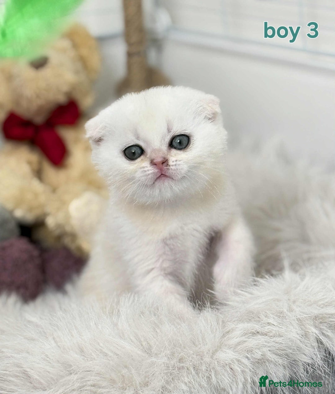 Scottish Fold cats for sale: Scottish straight/fold kittens 😸  - Image 11