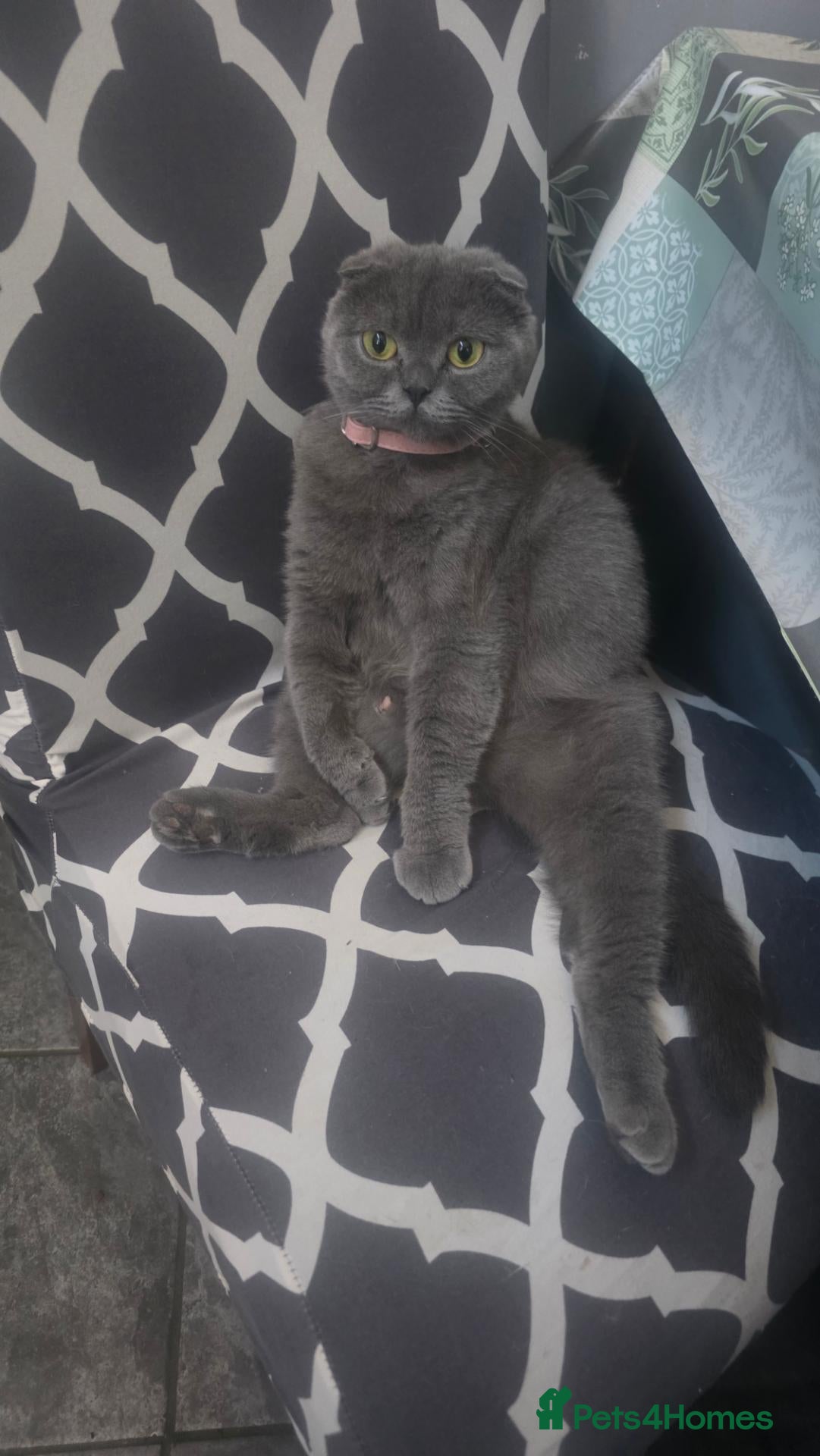 Scottish Fold cats Kitten 🐈🐈  - Advert 1
