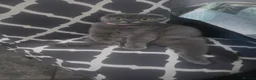 Scottish Fold cats for sale: Kitten 🐈🐈  - Advert 1