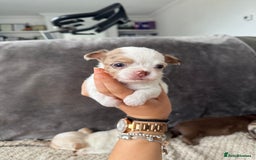 Chihuahua dogs for sale: Long hair chihuahua puppies  - Image 30