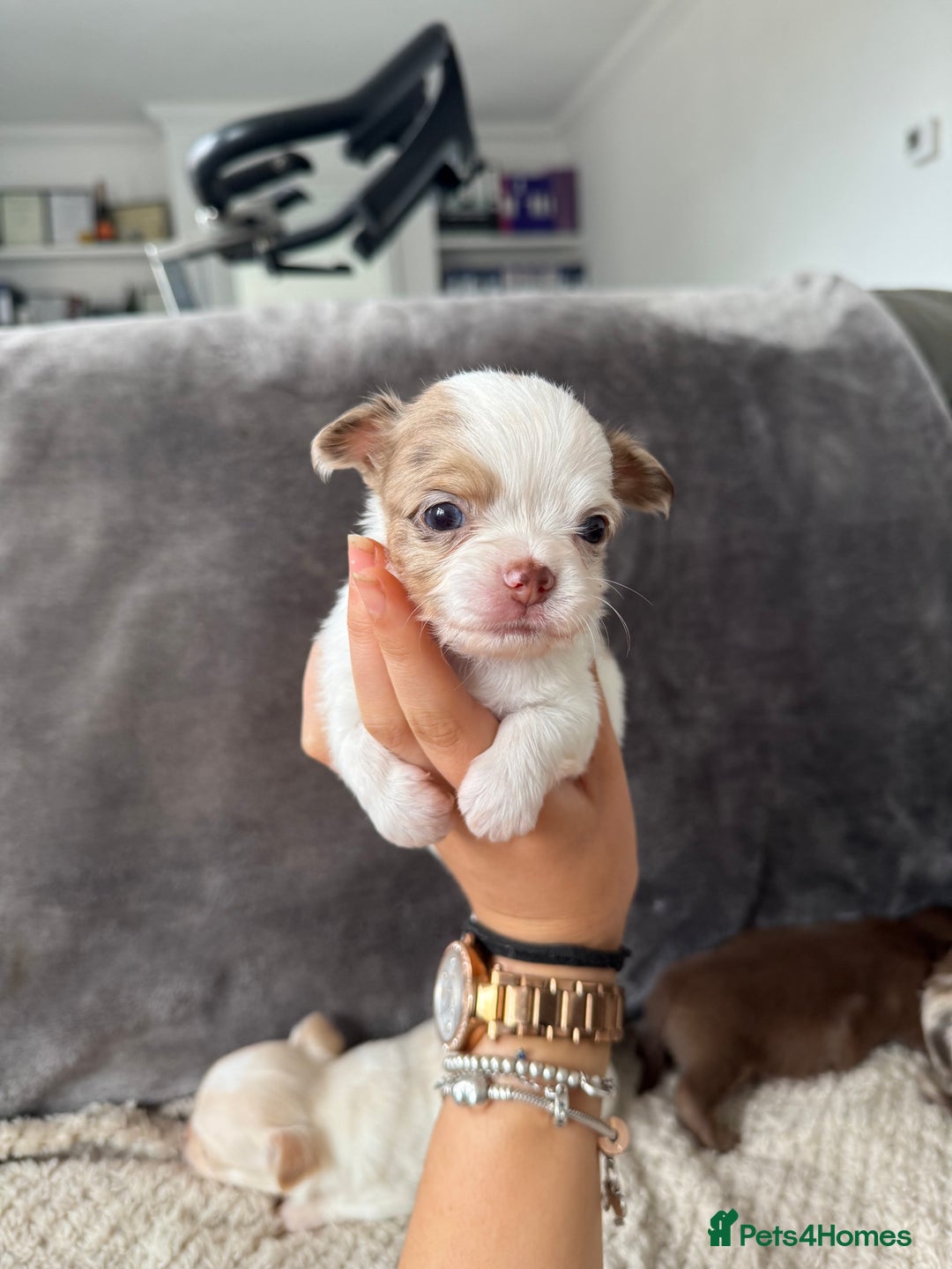 Chihuahua dogs for sale: Long hair chihuahua puppies  - Image 30
