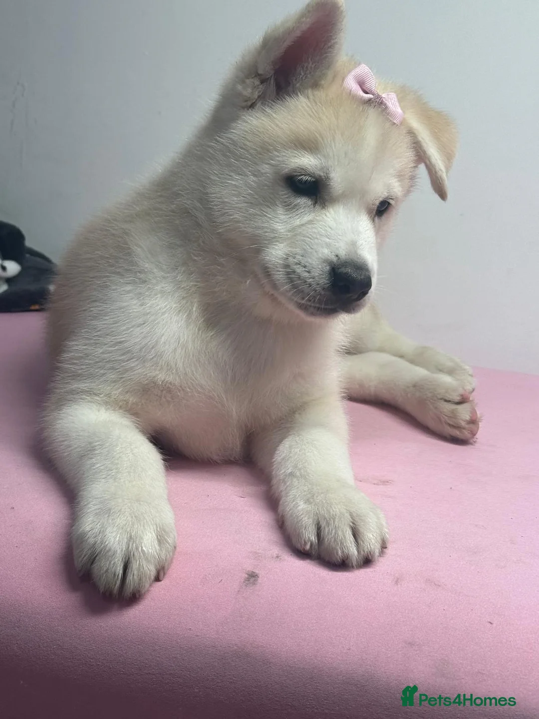Siberian Husky dogs for sale: Siberian husky  in Dudley - Advert 2