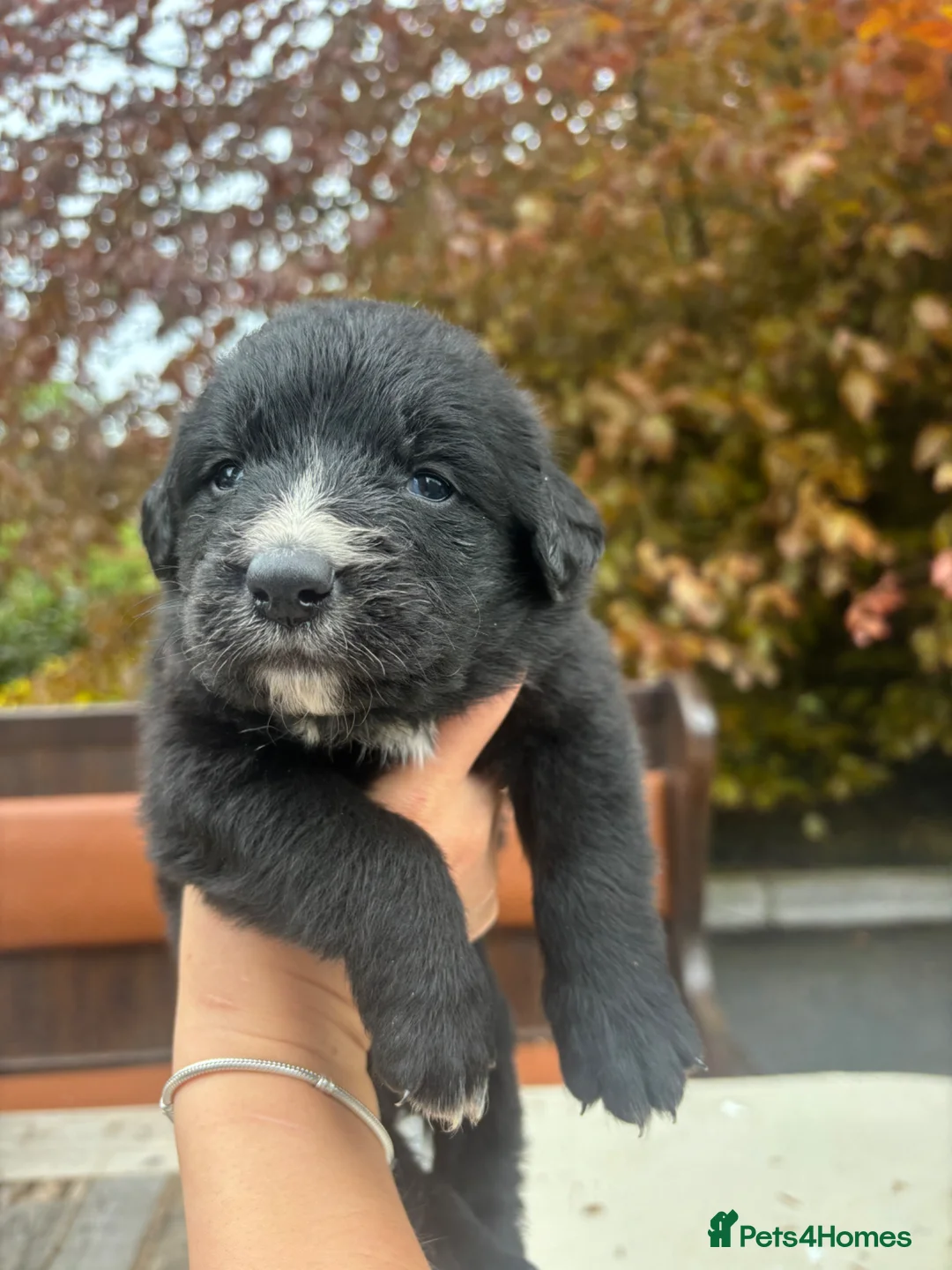Mixed Breed dogs for sale: Bernese mountain dog x golden retriever pups - Advert 2