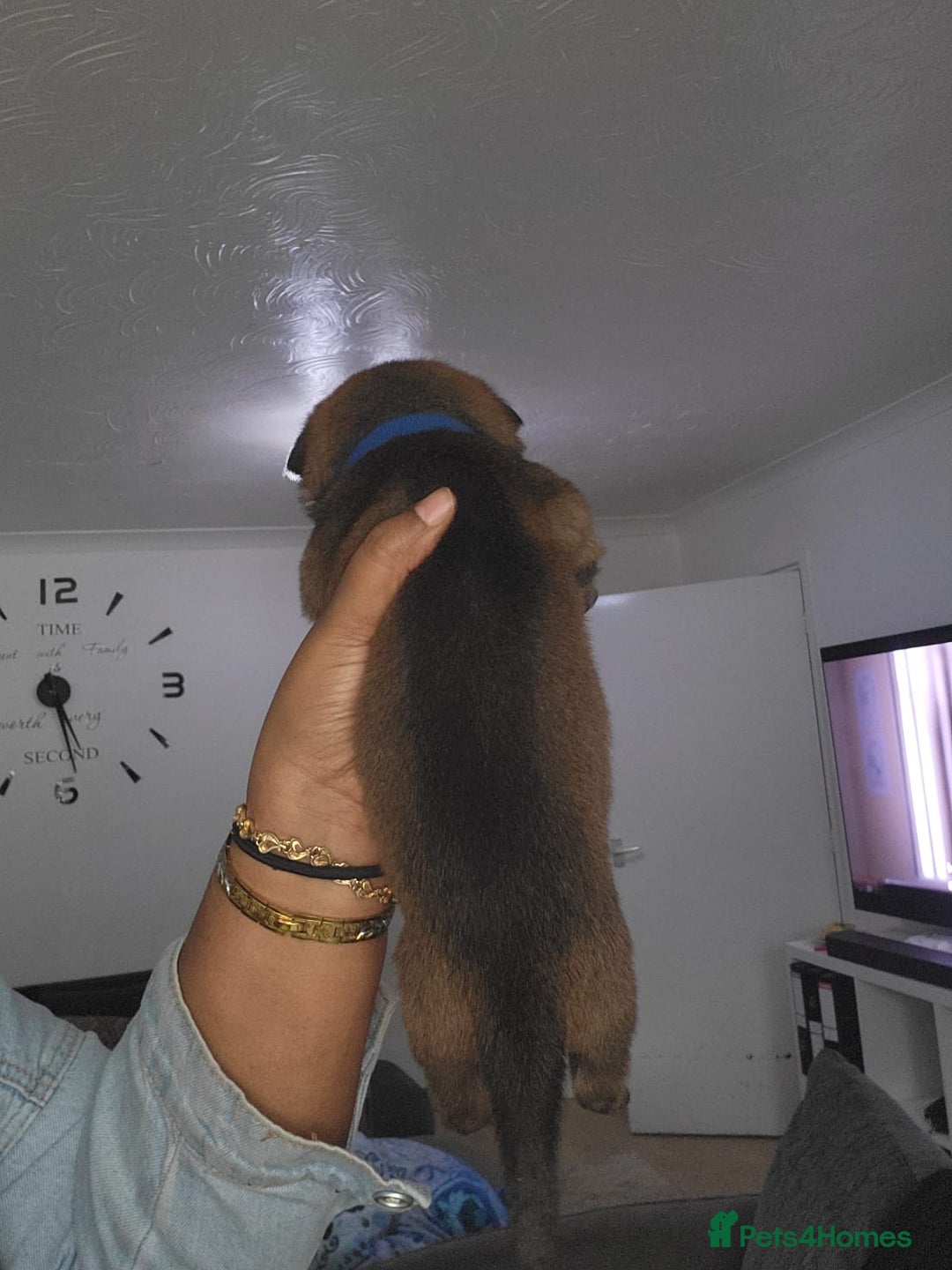 Mixed Breed dogs for sale: Beautiful Ridgeback Staffy x Rottweiler Puppies - Image 4