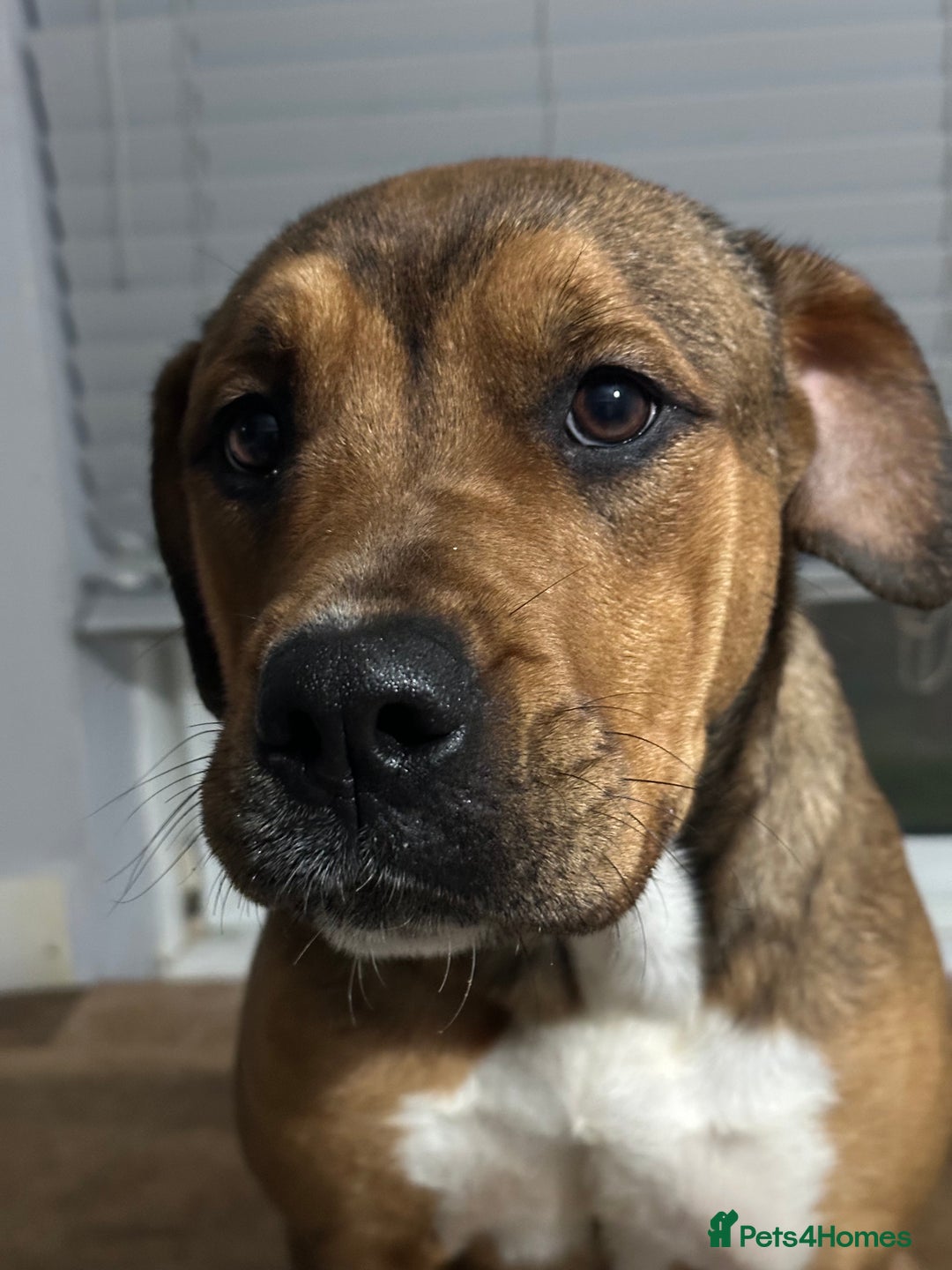 Mixed Breed dogs for sale: Mixed breed puppies to find there forever homes  - Advert 4