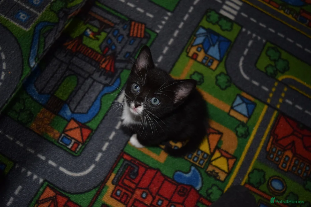 Mixed Breed cats for sale: Little girl - Advert 5