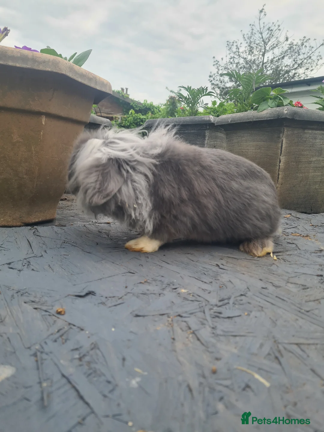 Lionhead rabbits for sale: Fluffy lion head - Advert 3