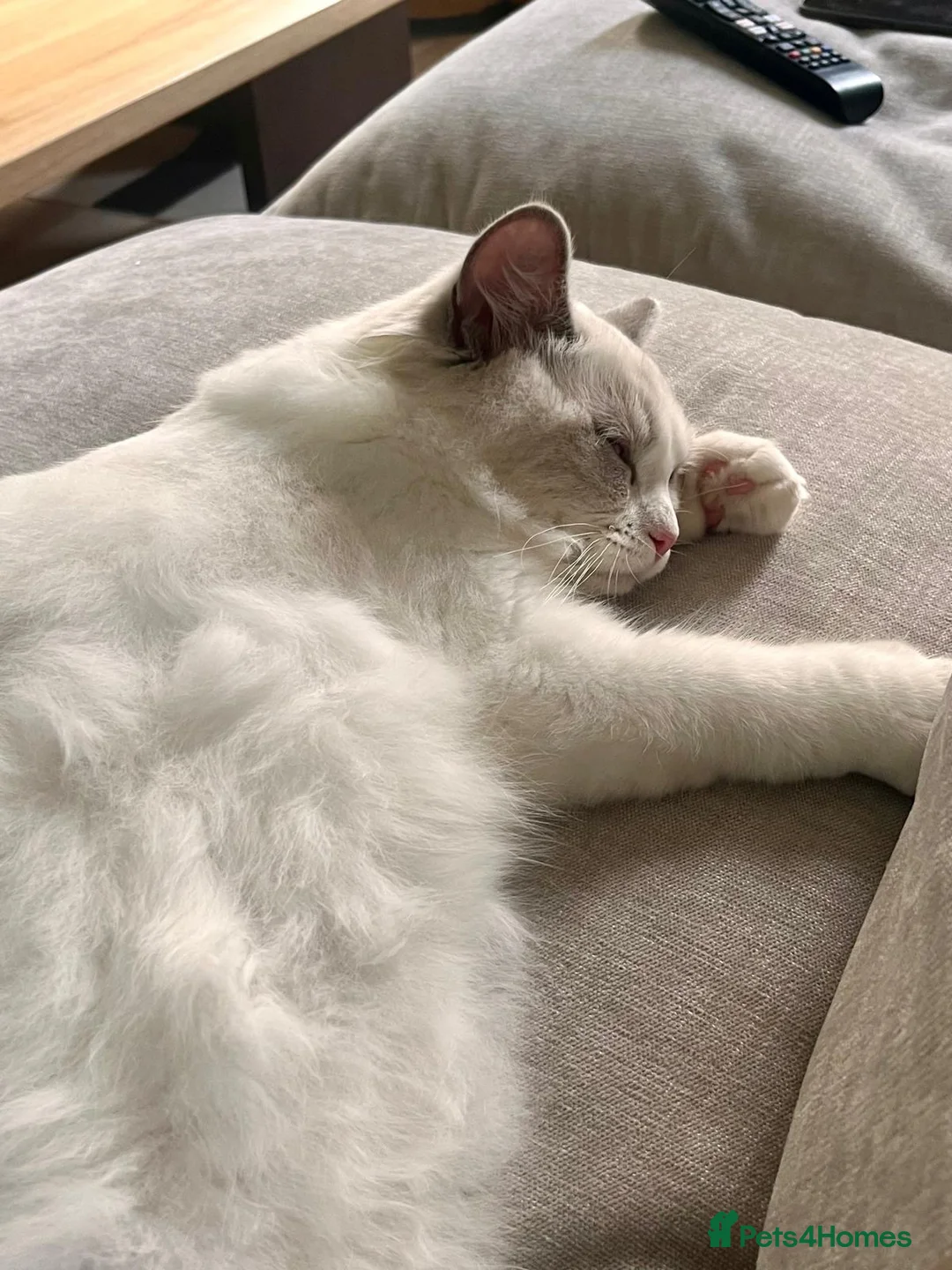 Ragdoll cats for sale: Ragdoll Kitten 6 months for sale in London - Advert 5