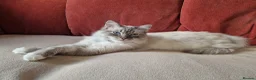 Ragdoll cats for sale: Bandit – Looking for a Loving Forever Home 🐾 in Bristol - Advert 2