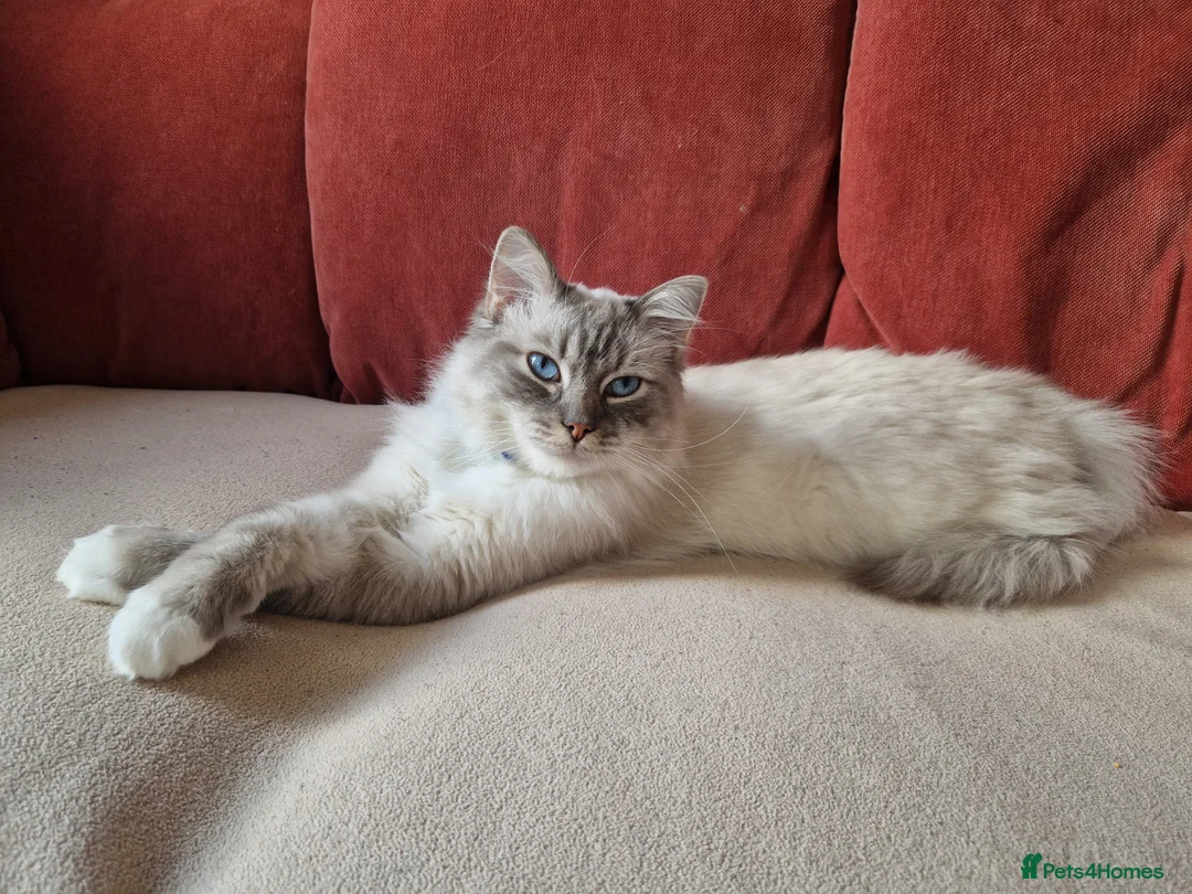 Ragdoll cats for sale: Bandit – Looking for a Loving Forever Home 🐾 in Bristol - Advert 2