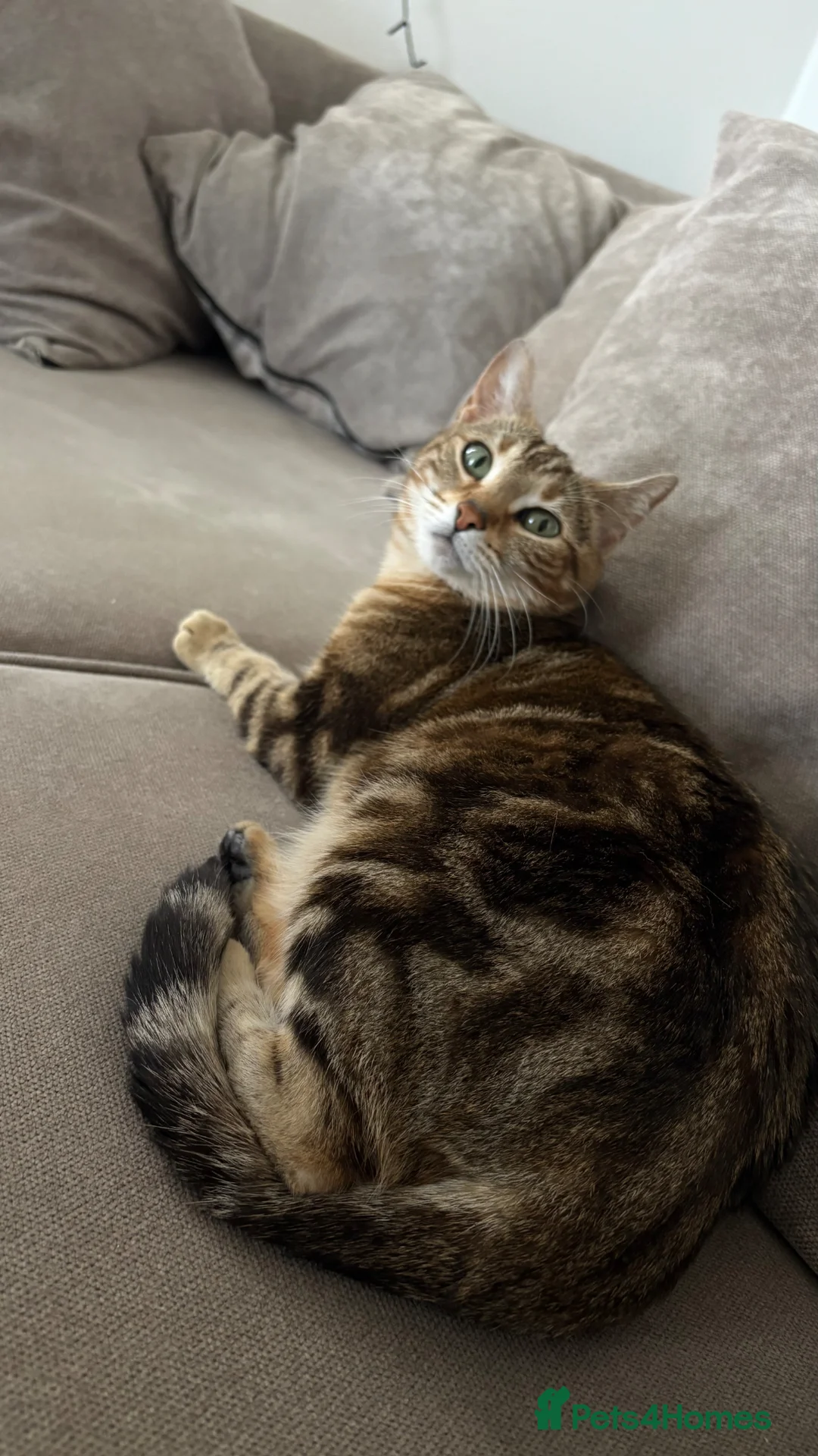 Bengal cats for sale: Bengal cross kittens - Advert 2