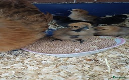 Chickens poultry for sale: Silkie chicks available for new homes - Image 2
