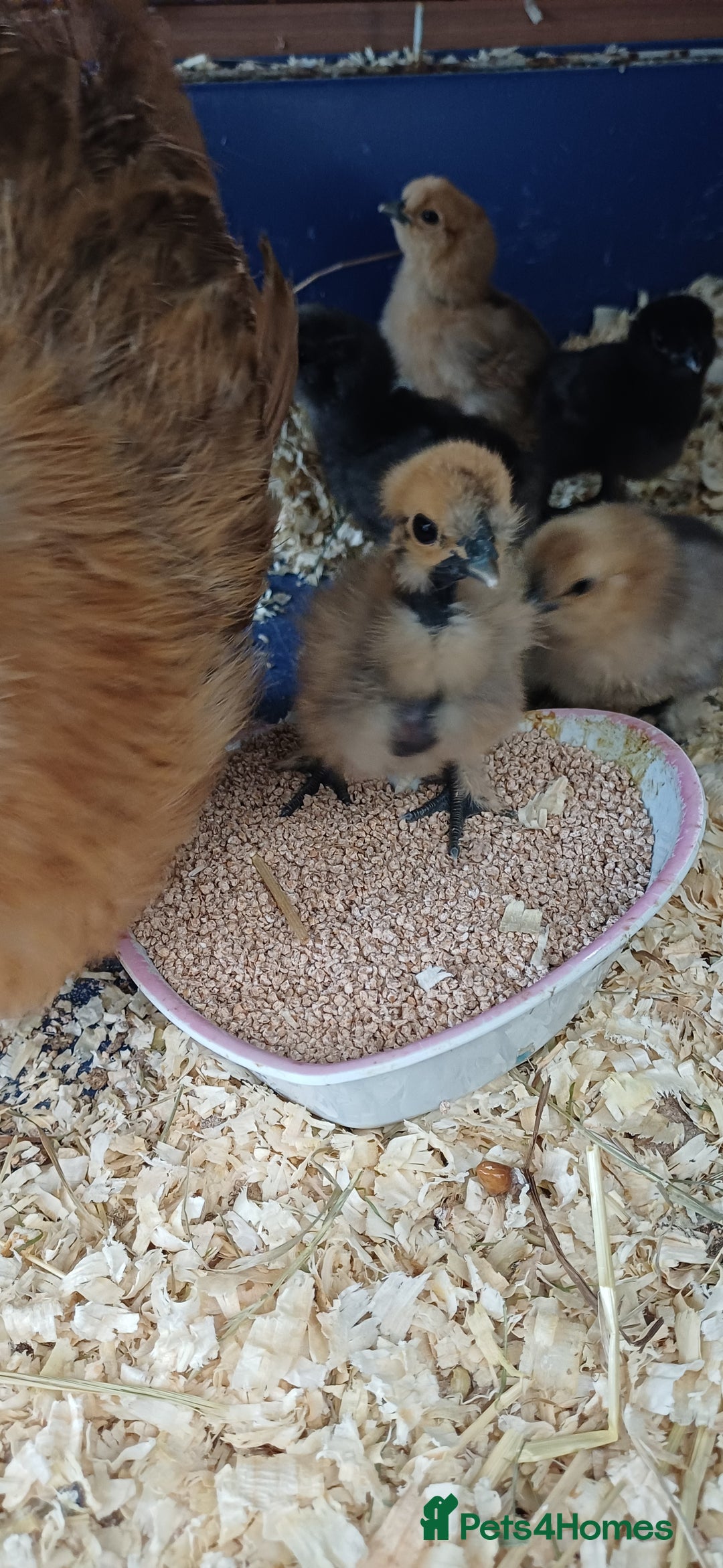 Chickens poultry for sale: Silkie chicks available for new homes - Image 2