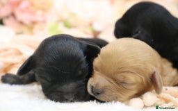 Cavapoo dogs for sale: Health Tested Cavapoo Puppies - Image 19