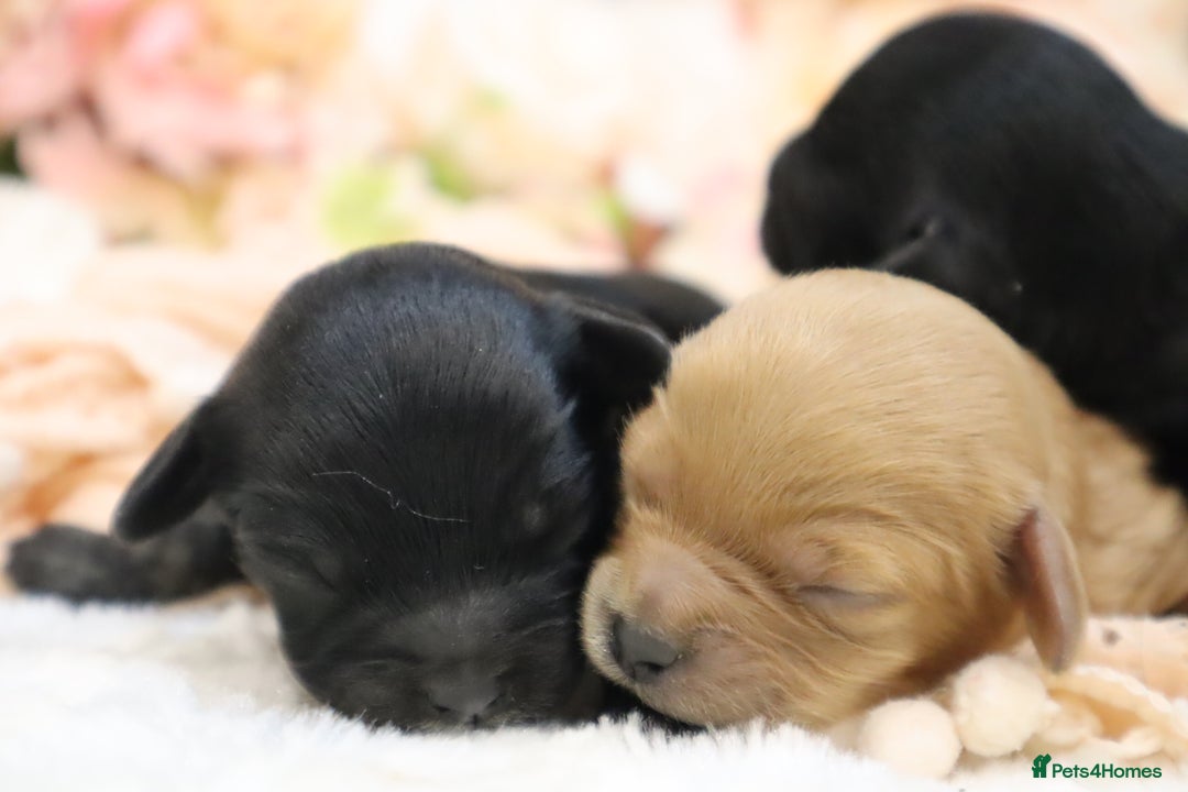 Cavapoo dogs for sale: Health Tested Cavapoo Puppies - Image 19