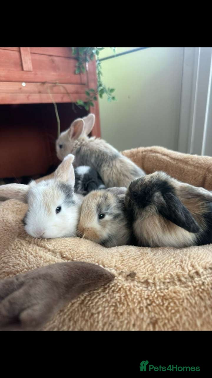Mini Lop rabbits Pure Bred Mini Lops - Advert 12