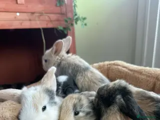 Mini Lop rabbits Pure Bred Mini Lops - Advert 12