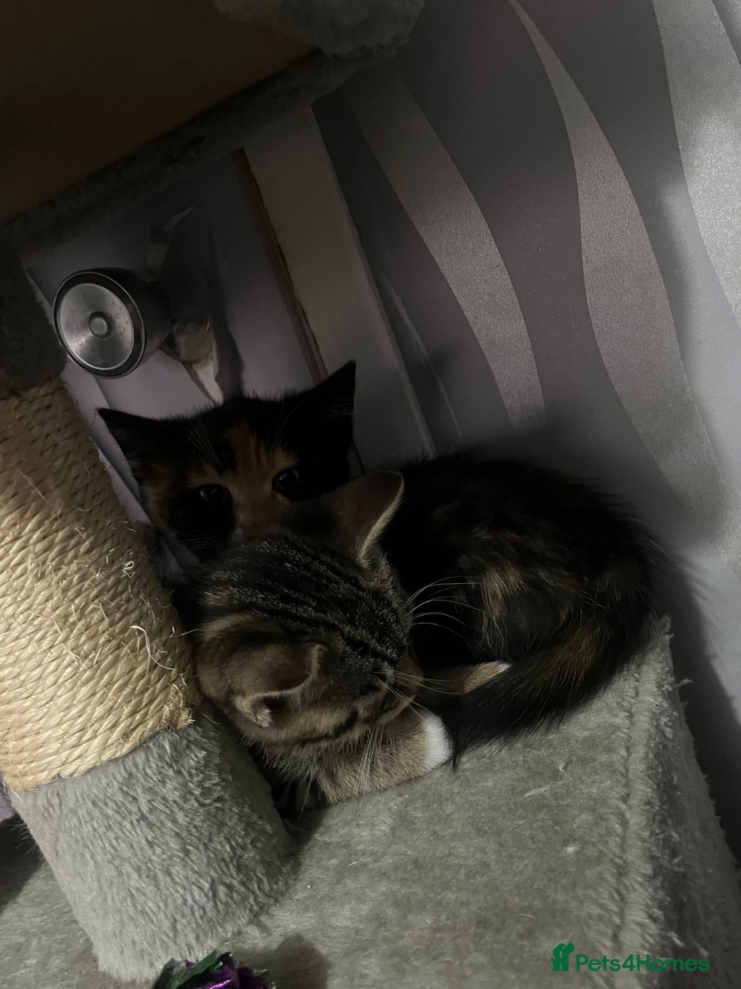 Mixed Breed cats for sale: Kittens for sale  - Image 13