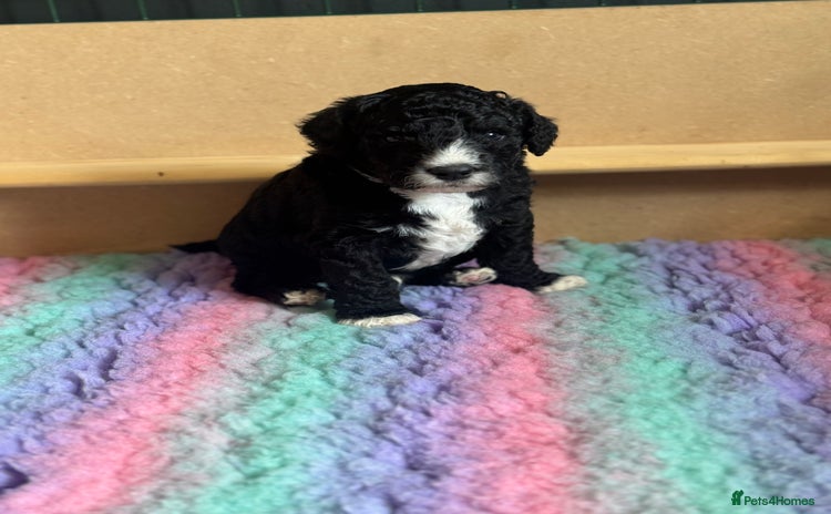 Sheepadoodle dogs - Advert 1