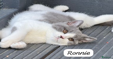 British Shorthair cats - Advert 7