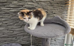 Mixed Breed cats for sale: Beautiful kittens - Image 19
