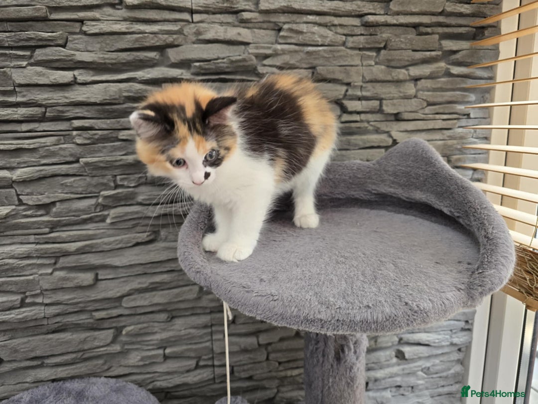 Mixed Breed cats for sale: Beautiful kittens - Image 19