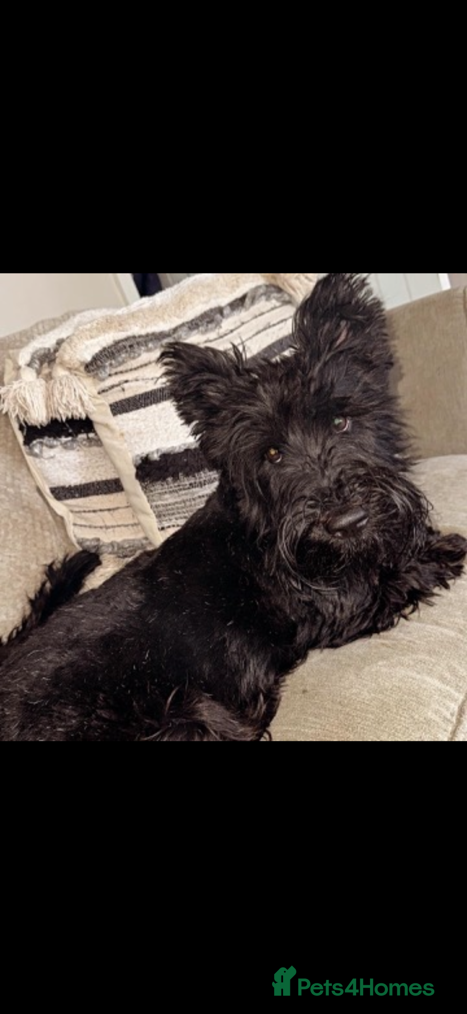 Scottish Terrier dogs Scottish Terrier Pups Available - Advert 1