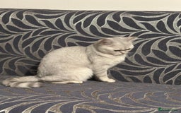 Brazilian Shorthair cats for sale: British Short Hair For Sale - Image 2