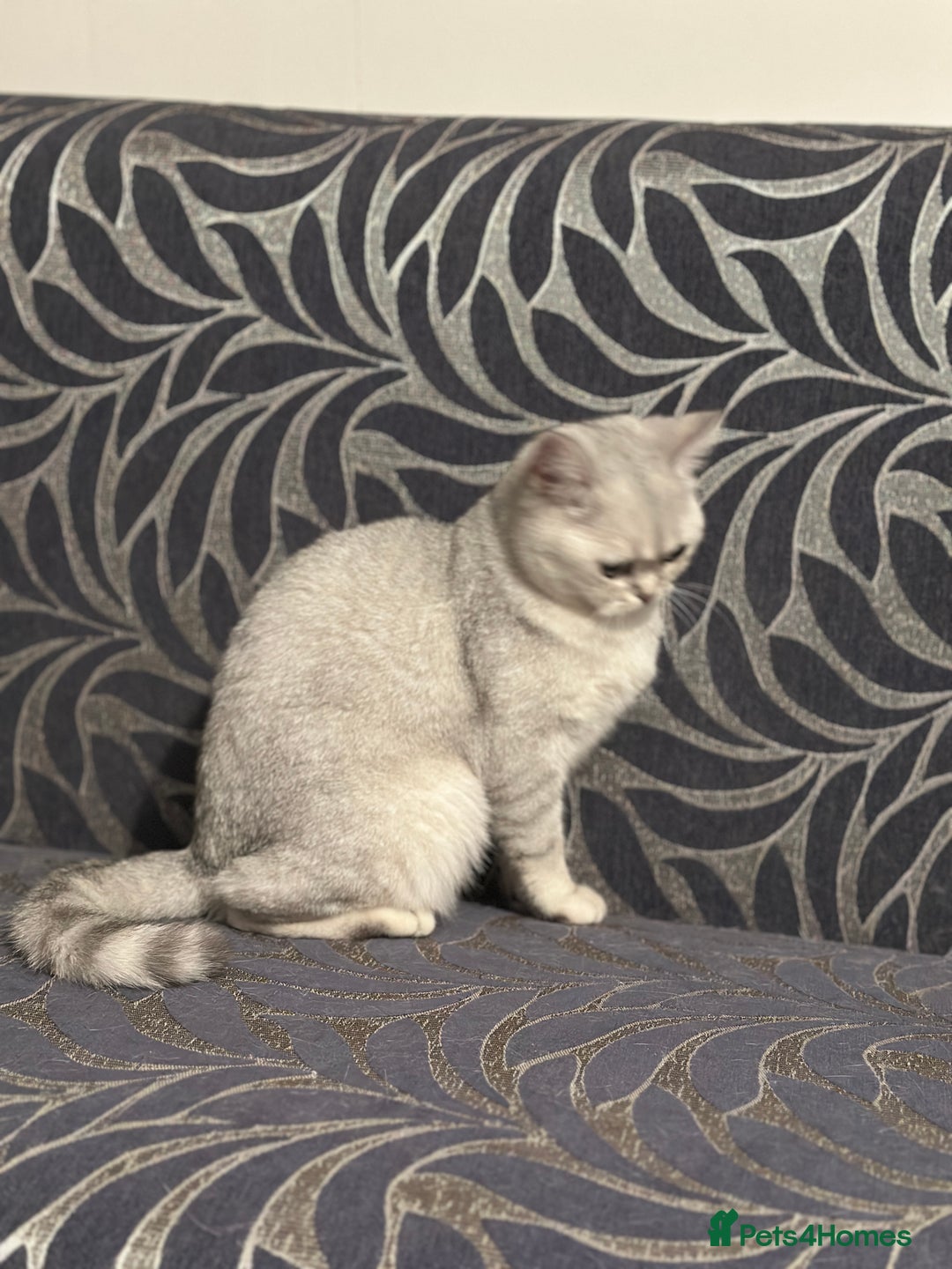 Brazilian Shorthair cats for sale: British Short Hair For Sale - Image 2