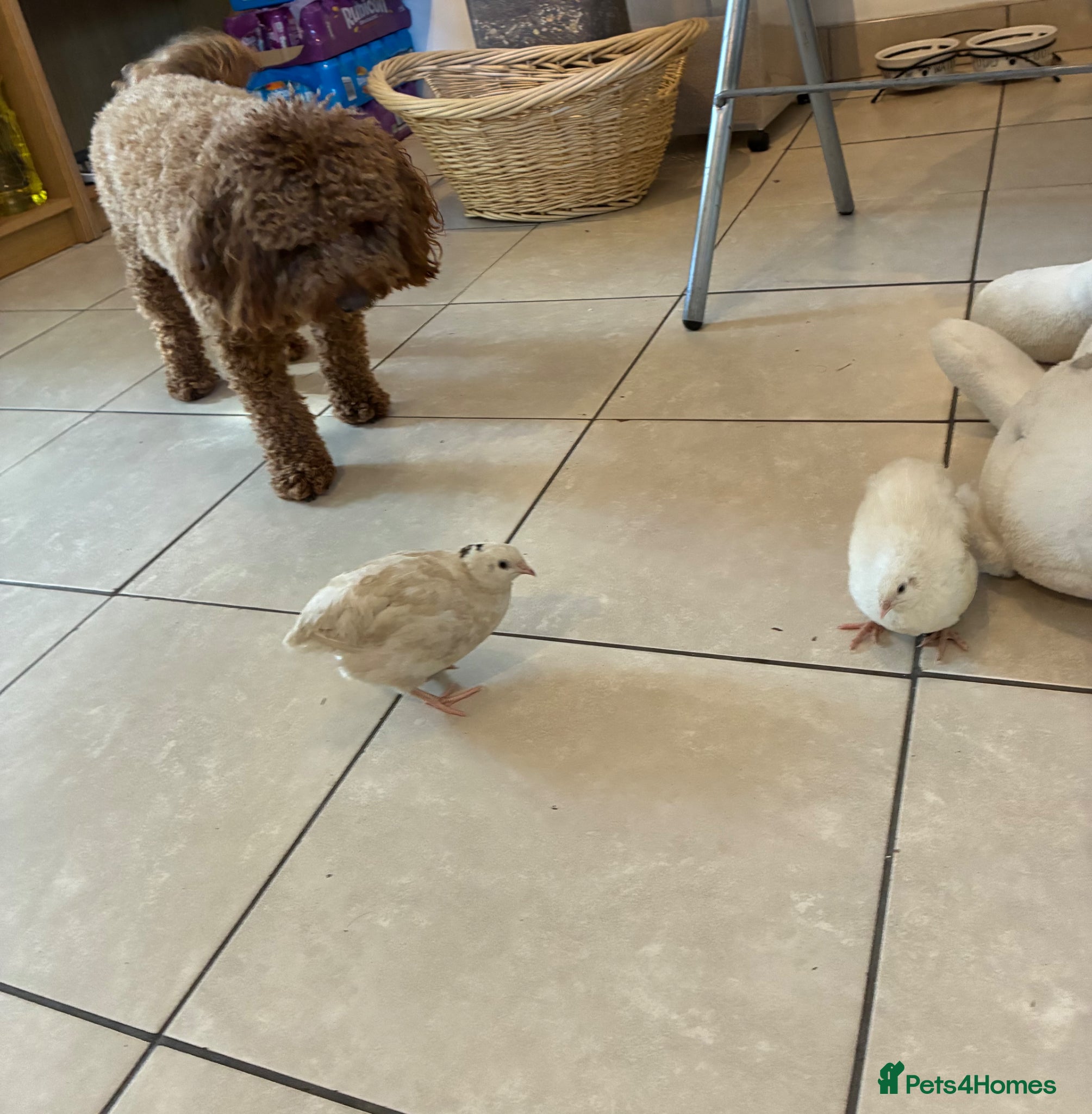 Quail poultry for sale: ** FERTILE WHITE BRITISH QUAIL EGGS FOR SALE ** - Advert 12