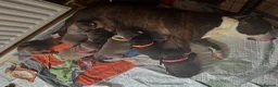 Staffordshire Bull Terrier dogs for sale: Staffordshire Bull Terrier Puppies - Family Raised - Advert 18