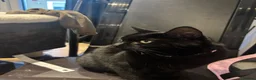 Domestic Shorthair cats for adoption: Daisy & Scarlett - Adopt Cats in Crisis East Ldn - Advert 3