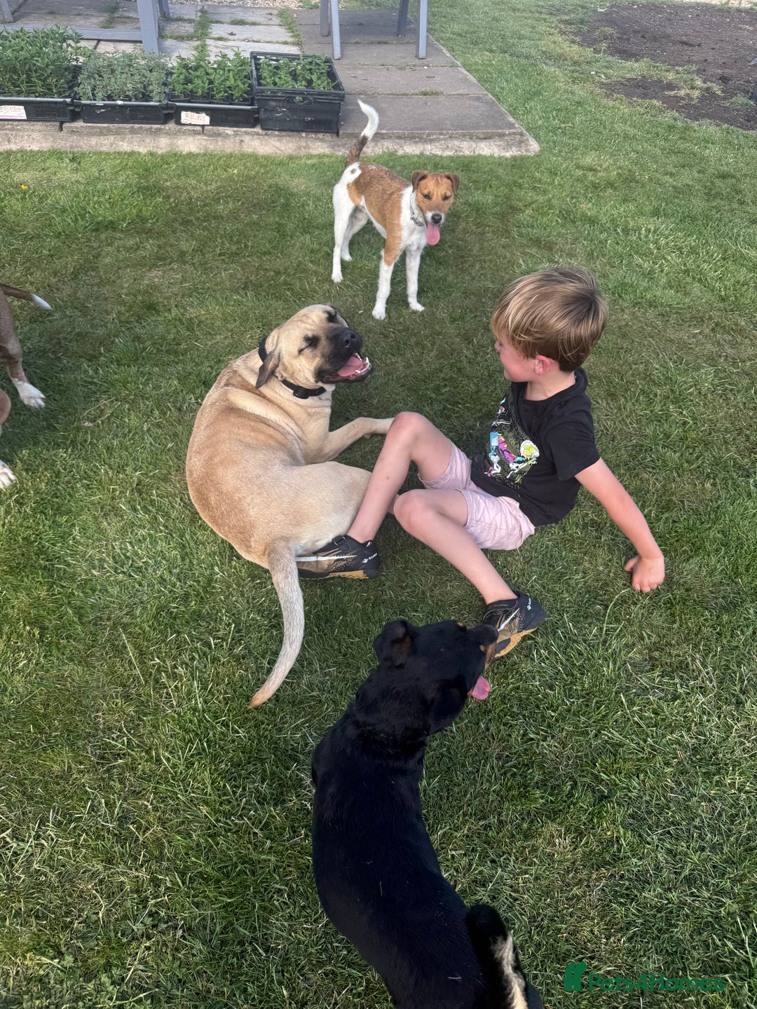 Mixed Breed dogs for sale: Rehoming in Lincoln - Image 13