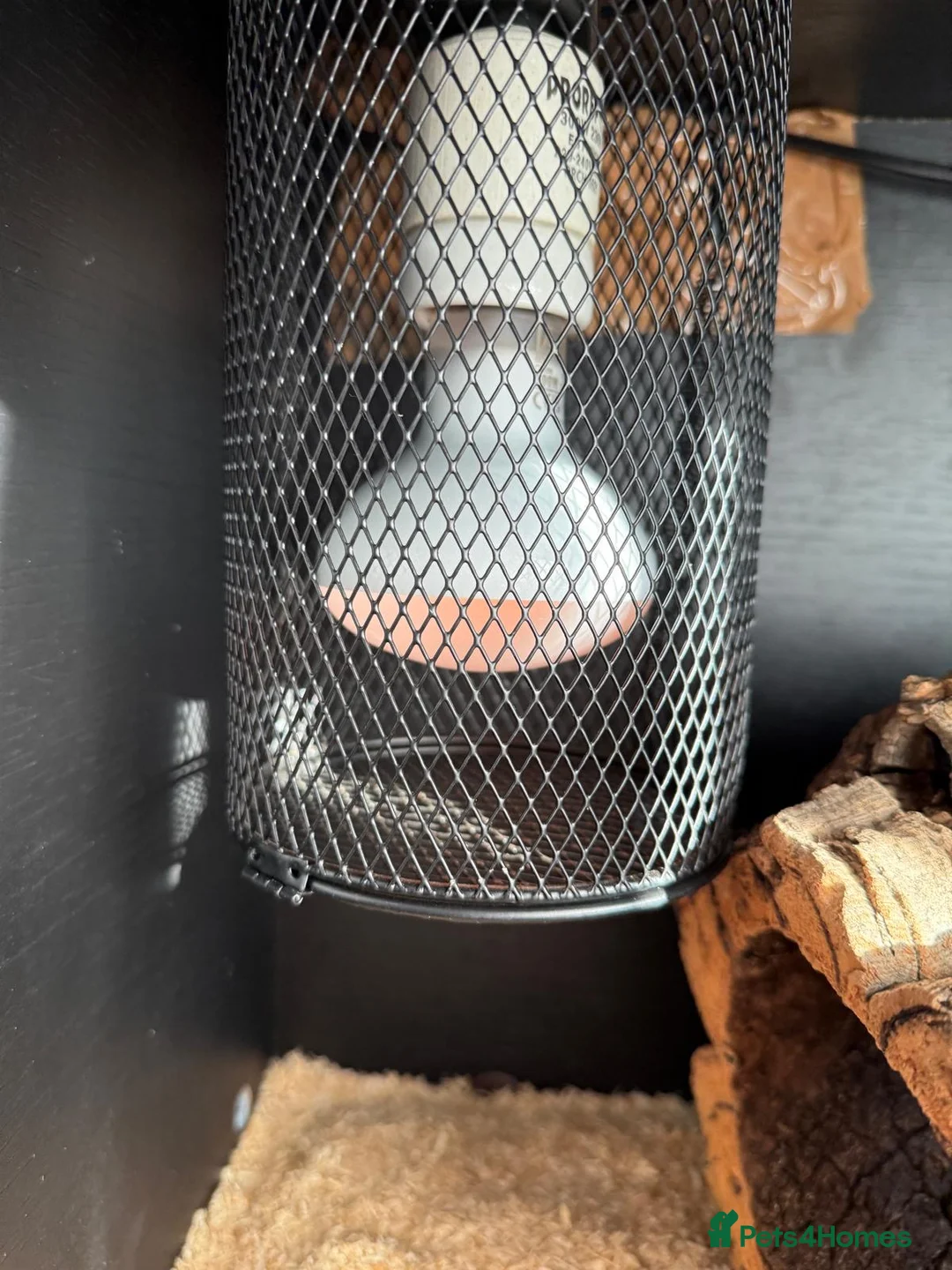 Corn Snake reptiles for sale: Red corn snake  - Advert 7