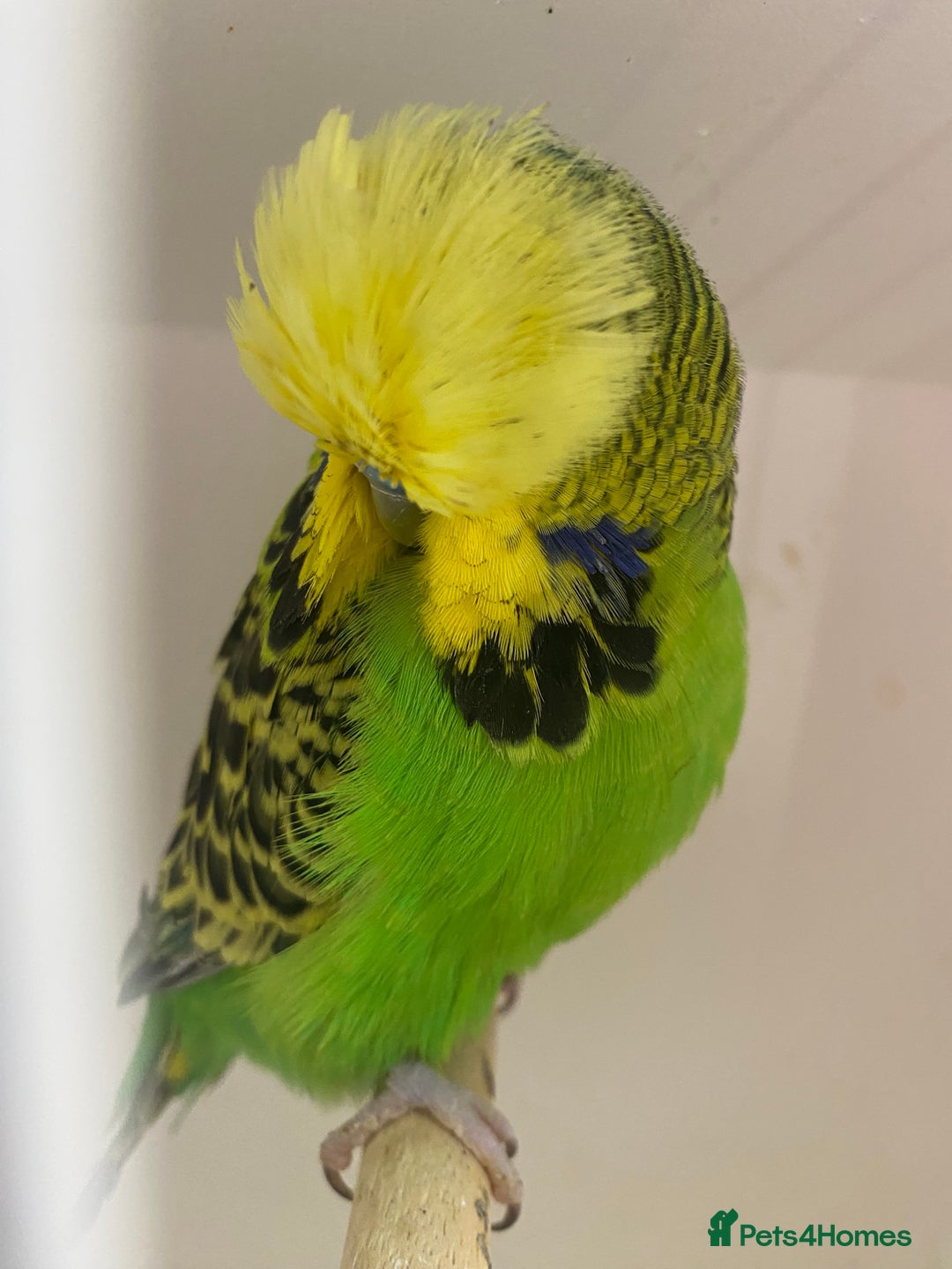 Budgerigars birds for sale: Budgies for sale - Image 1