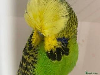 Budgerigars birds - Advert 33