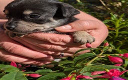 Chipoo dogs for sale: Health tested, non shed chipoos - Image 10