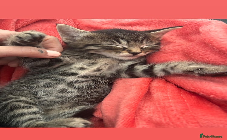 Mixed Breed cats - Advert 2
